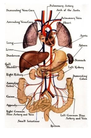  etc) and CMRT deals with reflex point of the organs the body.